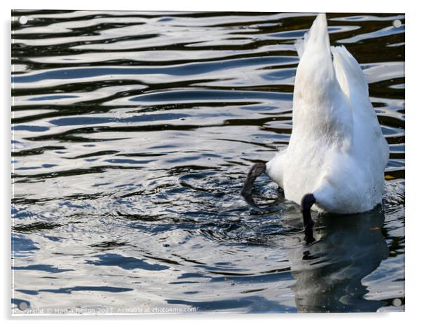 Swan drinking Acrylic by Martin fenton