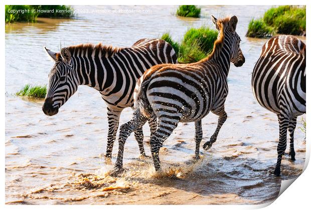Burchell's Zebra in waterhole Print by Howard Kennedy