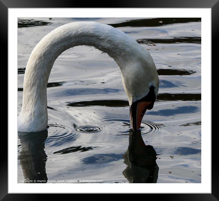 Swans neck Framed Mounted Print by Martin fenton