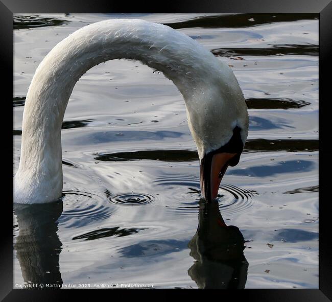 Swans neck Framed Print by Martin fenton