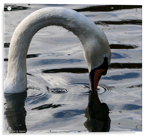 Swans neck Acrylic by Martin fenton