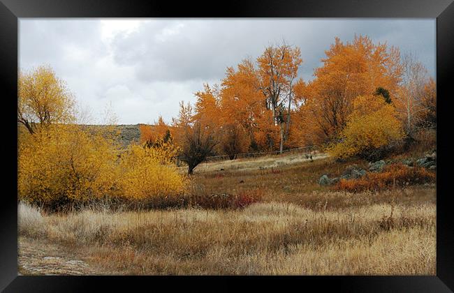 Fall in Montana Framed Print by Larry Stolle