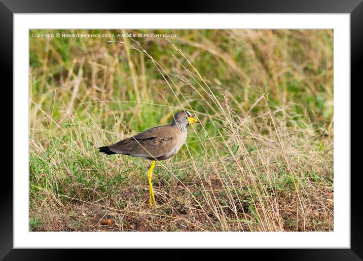 African Wattled Plover or Lapwing Framed Mounted Print by Howard Kennedy