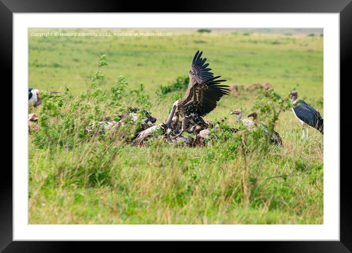Vultures fighting over a wildebeest kill Framed Mounted Print by Howard Kennedy