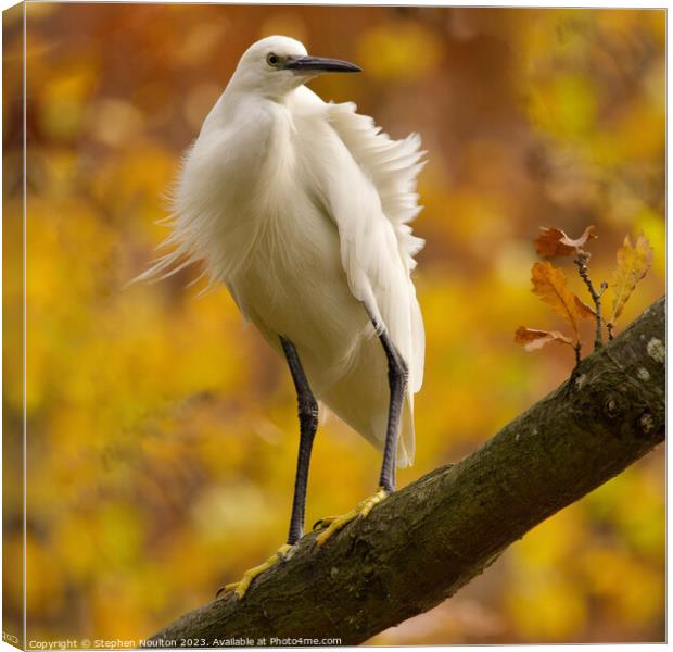 Little Egret in Autumn/Fall Canvas Print by Stephen Noulton