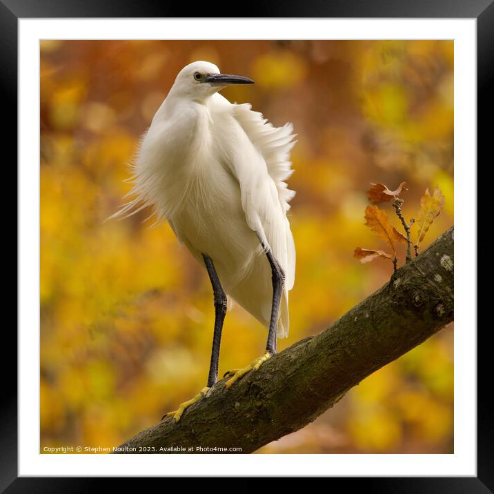 Little Egret in Autumn/Fall Framed Mounted Print by Stephen Noulton
