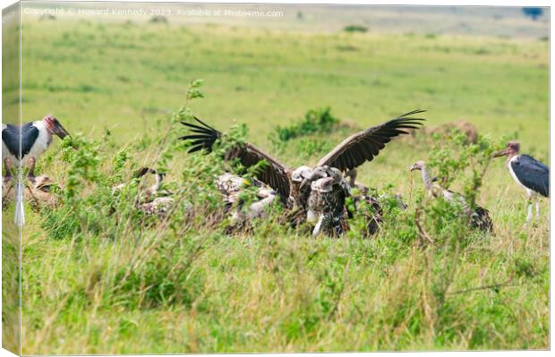 Vultures fighting over a kill Canvas Print by Howard Kennedy