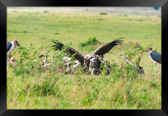 Vultures fighting over a kill Framed Print by Howard Kennedy