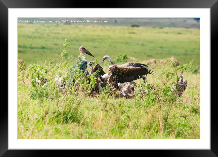 Vultures squabbling over a Wildebeest kill Framed Mounted Print by Howard Kennedy
