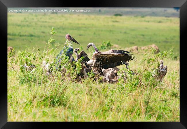 Vultures squabbling over a Wildebeest kill Framed Print by Howard Kennedy
