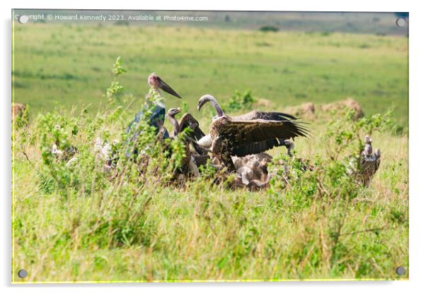 Vultures squabbling over a Wildebeest kill Acrylic by Howard Kennedy