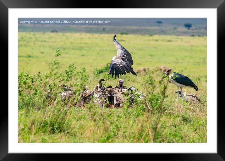 Vultures on a wildebeest kill Framed Mounted Print by Howard Kennedy
