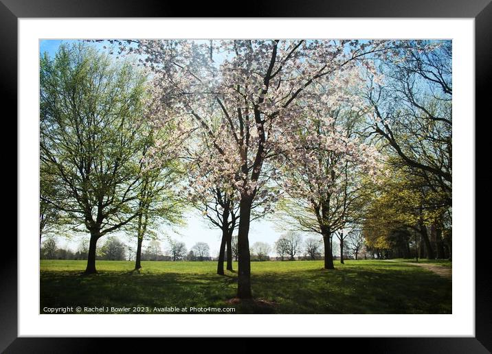 Spring Blossom Framed Mounted Print by RJ Bowler