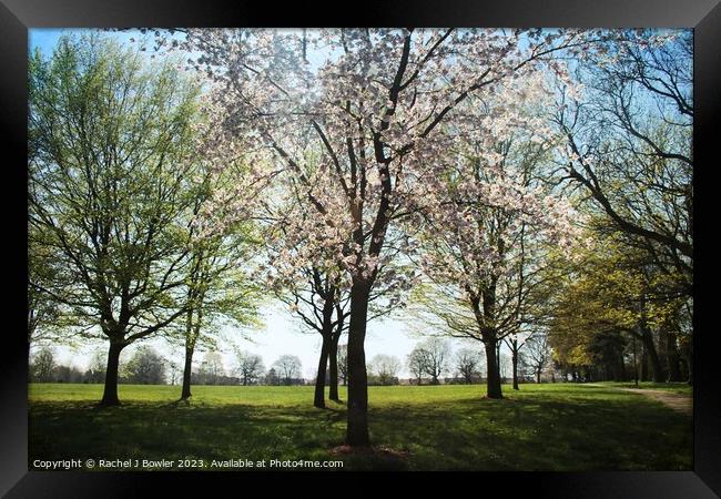 Spring Blossom Framed Print by RJ Bowler