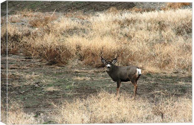 5 point Mule Deer Canvas Print by Larry Stolle