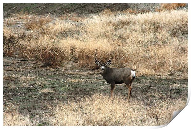 5 point Mule Deer Print by Larry Stolle