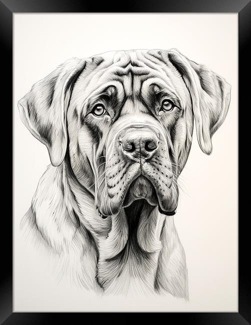 Boerboel Pencil Drawing Framed Print by K9 Art