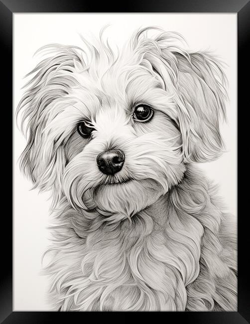 Bolognese Pencil Drawing Framed Print by K9 Art
