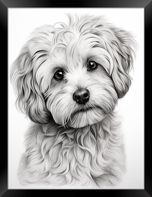 Bolognese Pencil Drawing Framed Print by K9 Art