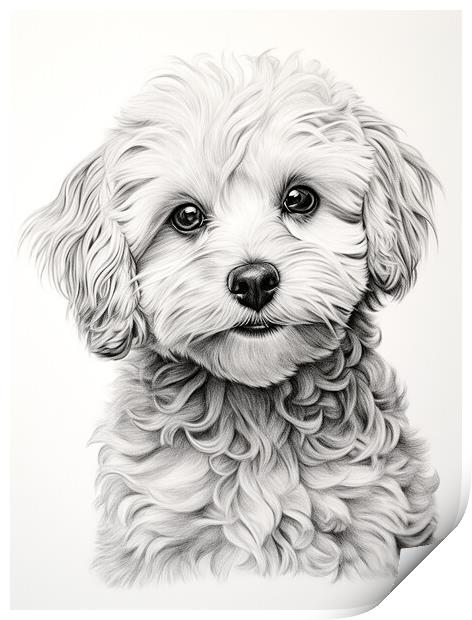 Bolognese Pencil Drawing Print by K9 Art