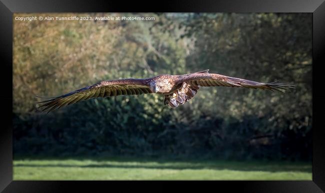 golden eagle flying Framed Print by Alan Tunnicliffe