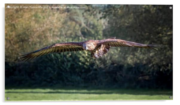 golden eagle flying Acrylic by Alan Tunnicliffe