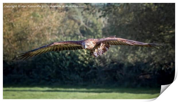 golden eagle flying Print by Alan Tunnicliffe