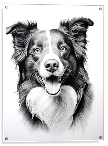 Pencil Drawing Border Collie Acrylic by K9 Art
