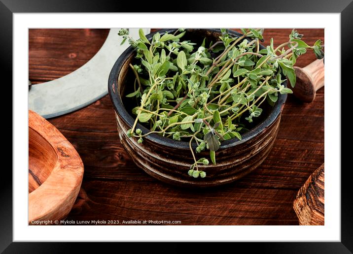 Raw sprig of marjoram, spice on old table. Framed Mounted Print by Mykola Lunov Mykola