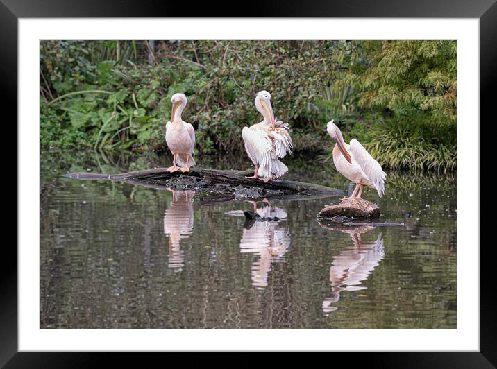 Pelicans sitting in the sun Framed Mounted Print by kathy white