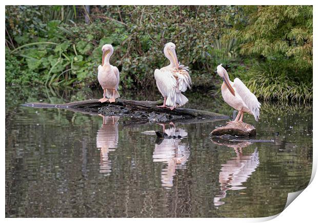 Pelicans sitting in the sun Print by kathy white