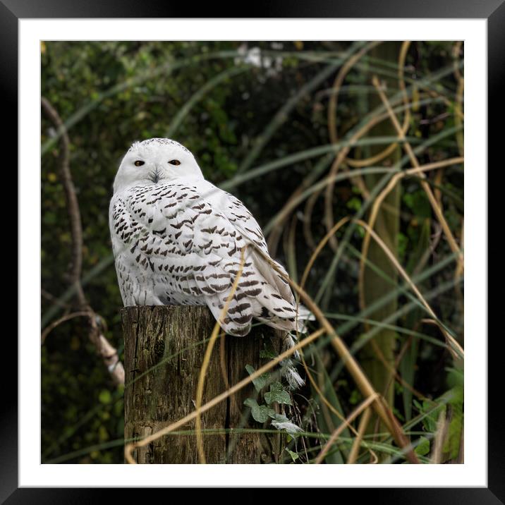 The regal Snowy Owl Framed Mounted Print by kathy white