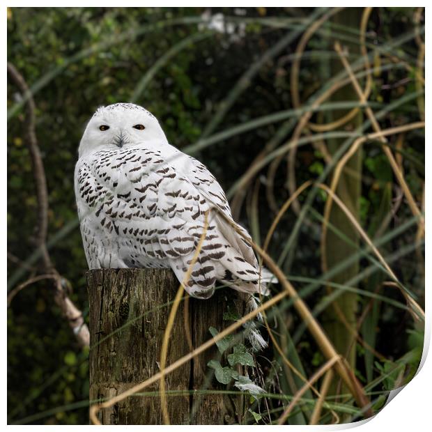 The regal Snowy Owl Print by kathy white