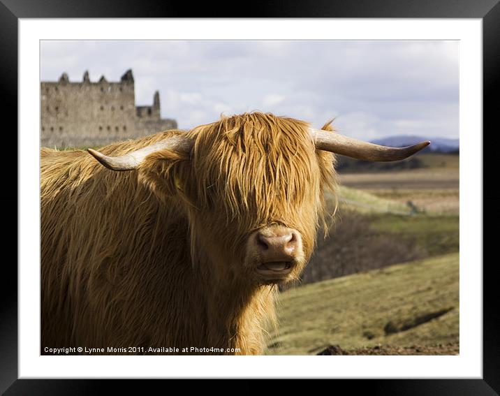 A Highland Coo Framed Mounted Print by Lynne Morris (Lswpp)