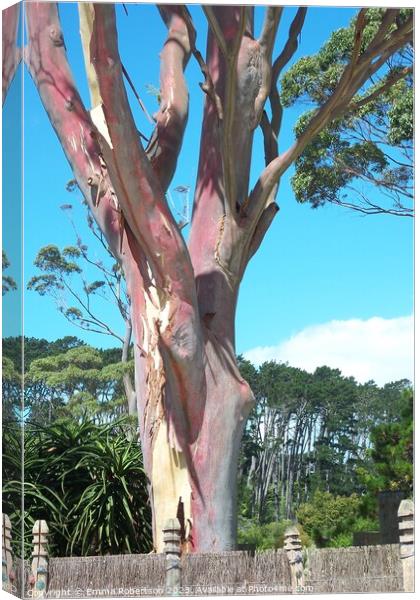 Pink Tree, New Zealand Canvas Print by Emma Robertson