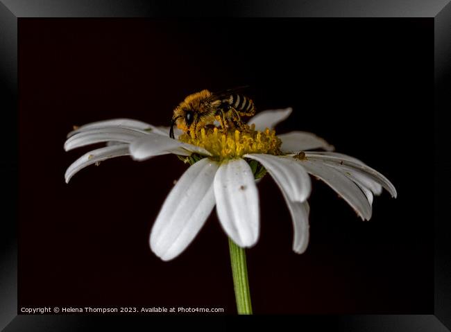 Wildflower Bee Framed Print by Helena Thompson