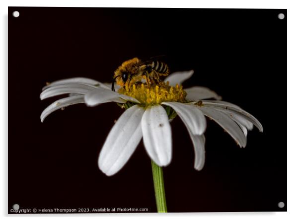 Wildflower Bee Acrylic by Helena Thompson
