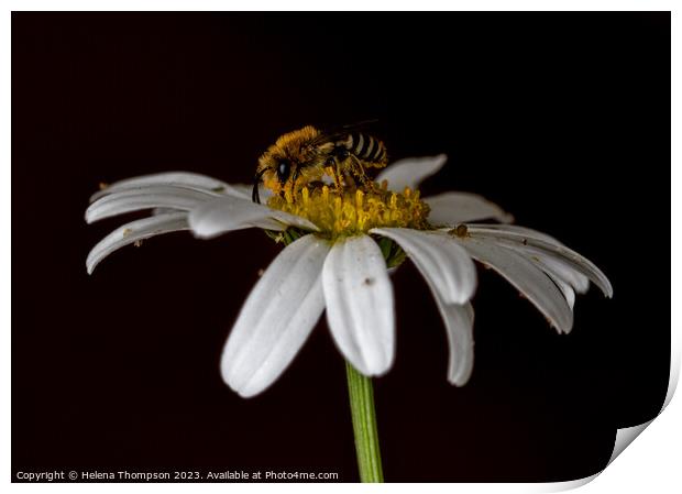 Wildflower Bee Print by Helena Thompson