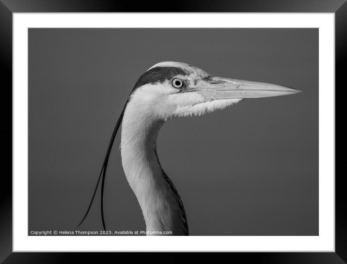 The Grey Heron Framed Mounted Print by Helena Thompson