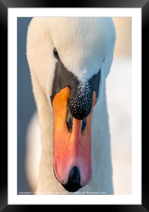 Mute Swan Framed Mounted Print by Helena Thompson