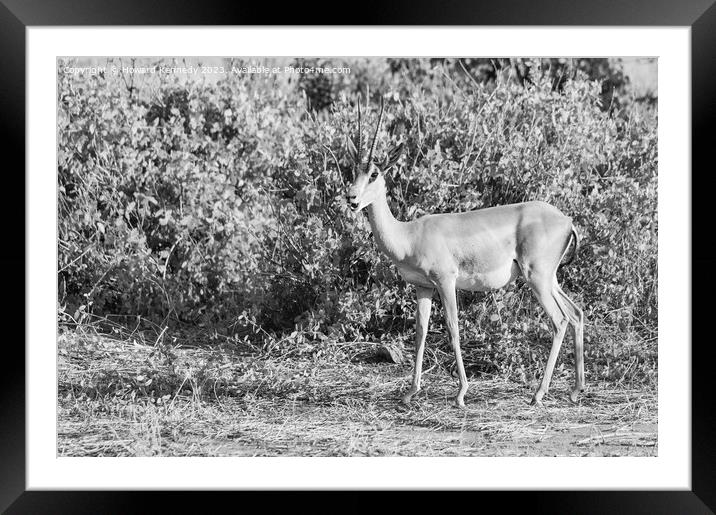 Grant's Gazelle in black and white Framed Mounted Print by Howard Kennedy