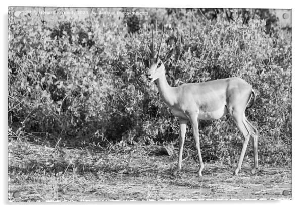 Grant's Gazelle in black and white Acrylic by Howard Kennedy