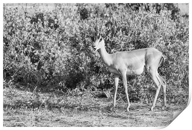 Grant's Gazelle in black and white Print by Howard Kennedy