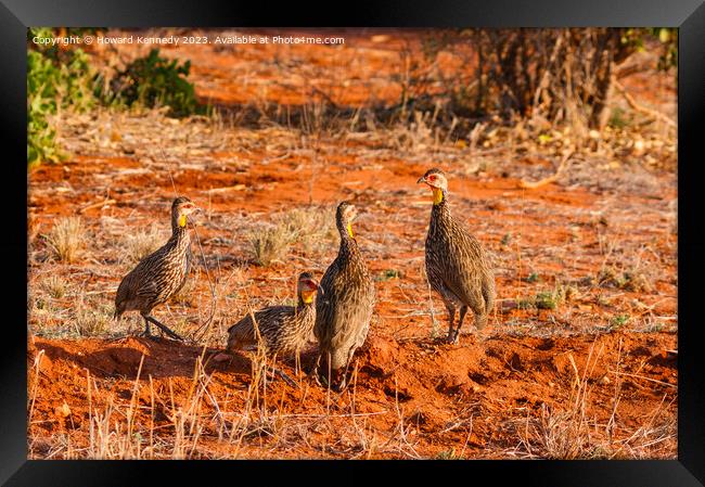 Yellow-Necked Spurfowl Framed Print by Howard Kennedy