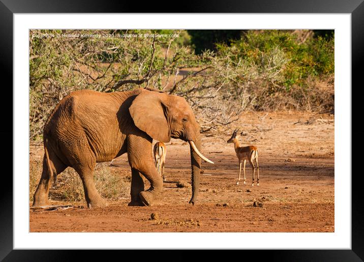 African Elephant Framed Mounted Print by Howard Kennedy