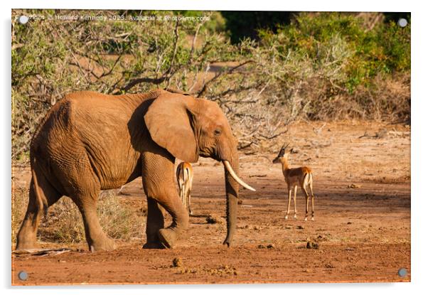 African Elephant Acrylic by Howard Kennedy