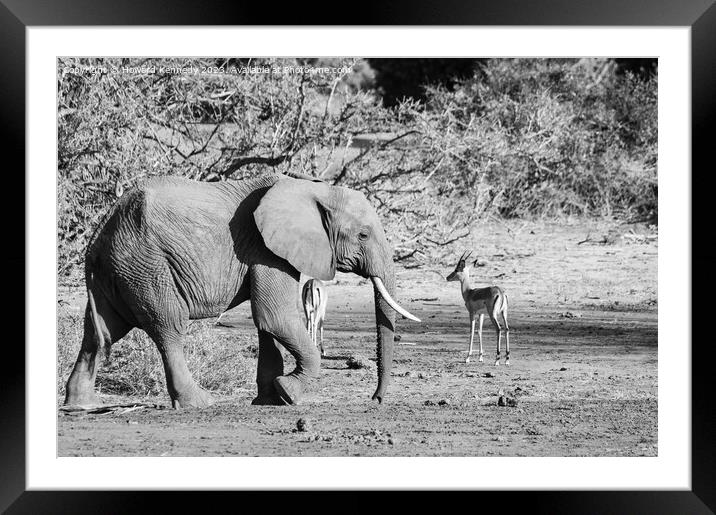 African Savanna Elephant Framed Mounted Print by Howard Kennedy