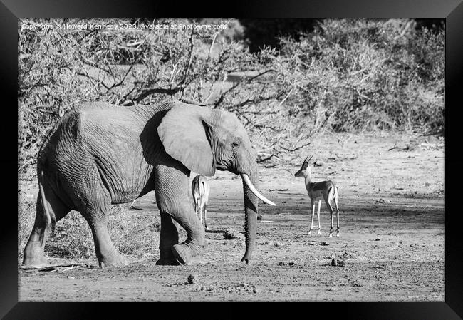 African Savanna Elephant Framed Print by Howard Kennedy