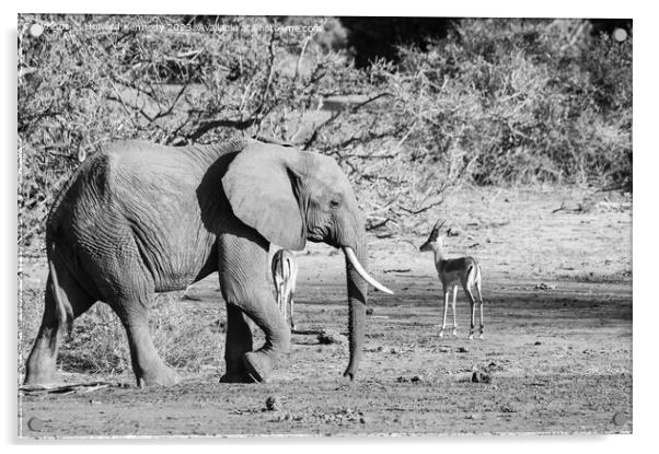 African Savanna Elephant Acrylic by Howard Kennedy