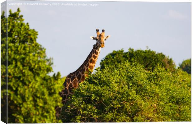 Giraffe looking over trees Canvas Print by Howard Kennedy